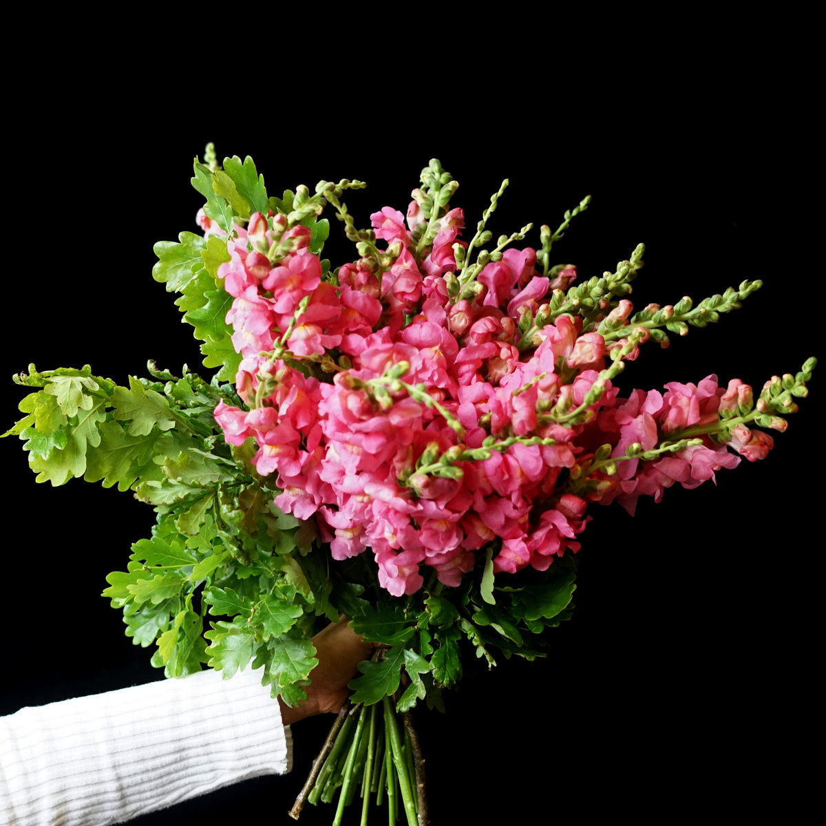 Snap dragon Fleur de Flo