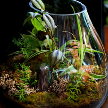 Load image into Gallery viewer, Terrarium on teak