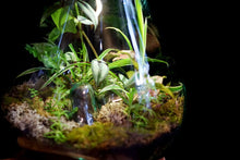 Load image into Gallery viewer, Terrarium on teak