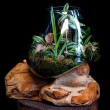 Load image into Gallery viewer, Terrarium on teak
