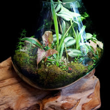 Load image into Gallery viewer, Terrarium on teak