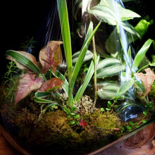 Load image into Gallery viewer, Terrarium on teak
