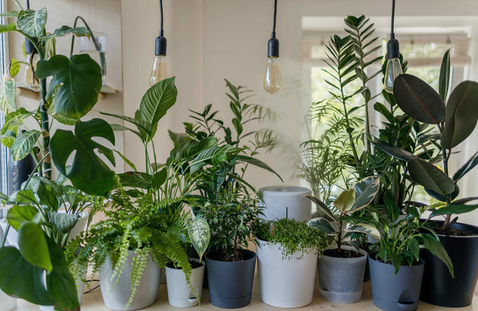 Indoor Plants for Sydney Spaces
