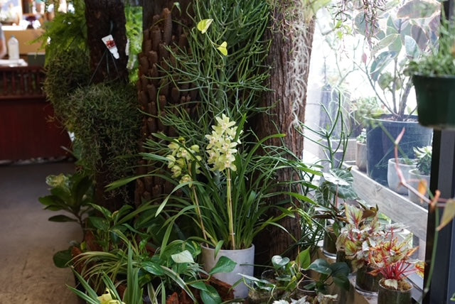 Medium potted plants at boutique indoor plant shop, Redfern | Great for nooks, corners and built in ledges in foyers and offices | Available now!