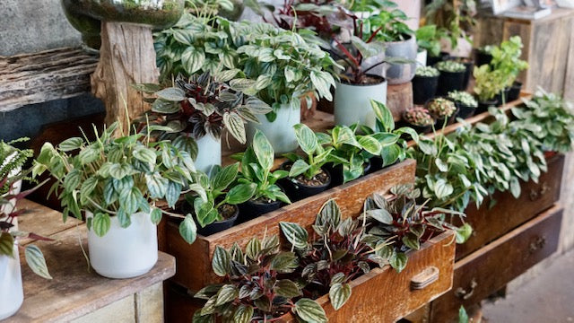 Small indoor plants for desks, windows and shelves from Redfern boutique florist