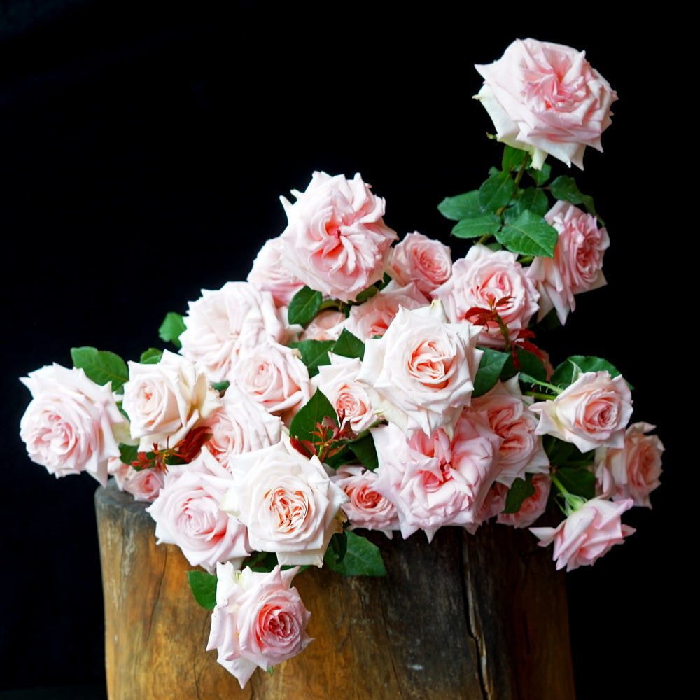 Local pink roses