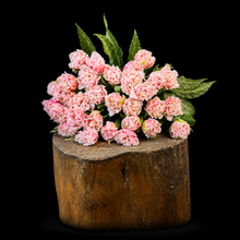 Load image into Gallery viewer, Tulips
