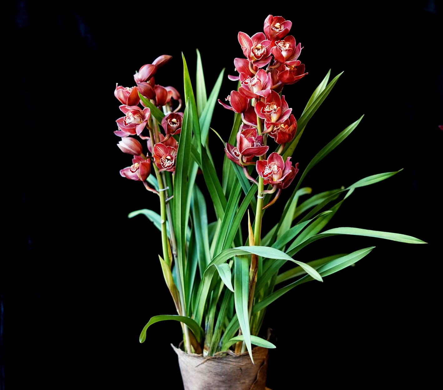 Cymbidium orchid Winter orchid