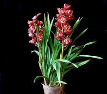 Load image into Gallery viewer, Cymbidium orchid Winter orchid
