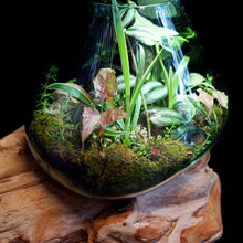 Load image into Gallery viewer, Terrarium on teak SOLD OUT
