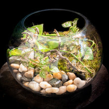 Load image into Gallery viewer, Grand terrarium
