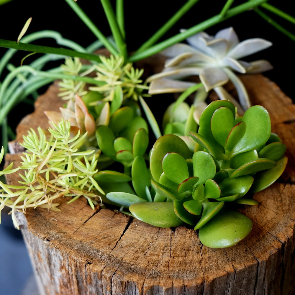 Succulent in Trunk