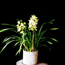 Load image into Gallery viewer, Cymbidium orchid Winter orchid
